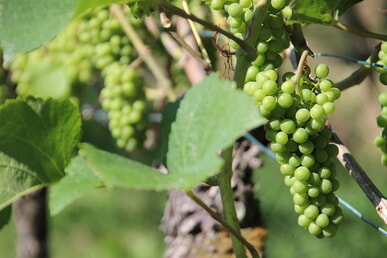 Wein-Tour an die Mosel