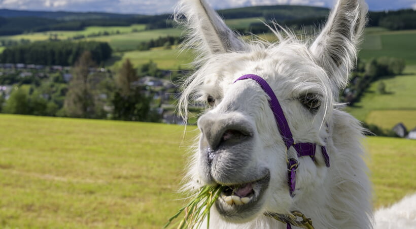 Lamas hautnah erleben!