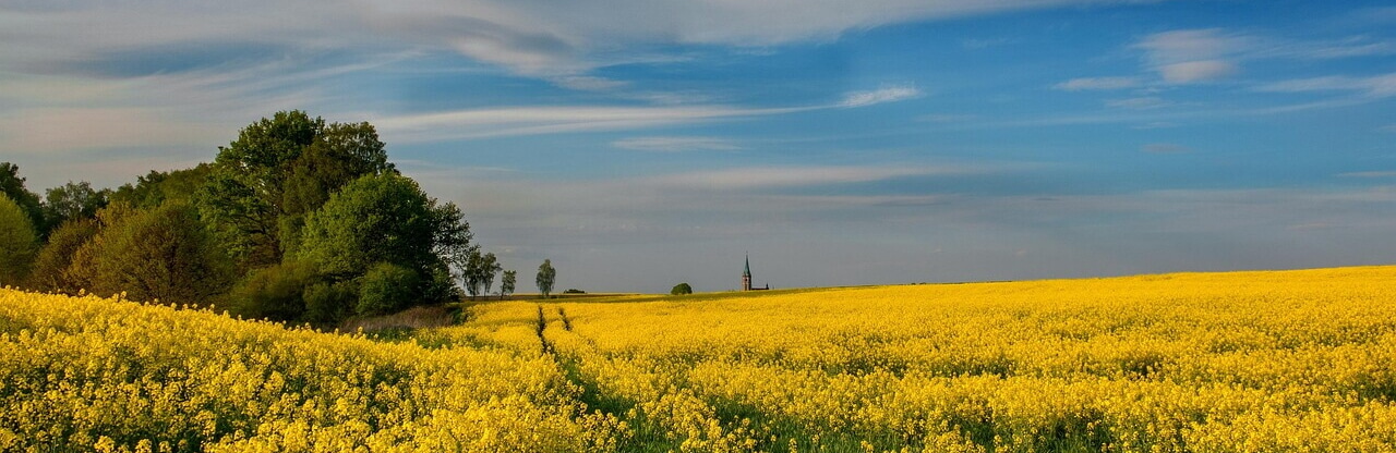 Sommerwiese